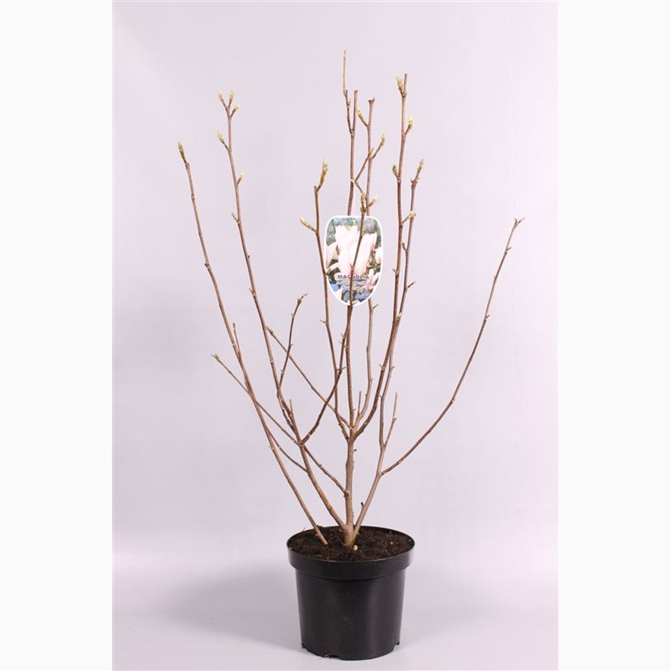 Magnolia – Magnolia soulangeana 'Superba' - C7.5 80-100 CM